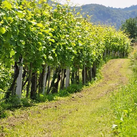 Dolinsek Penzion Sevnica