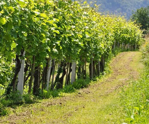 Dolinsek 게스트하우스 Sevnica